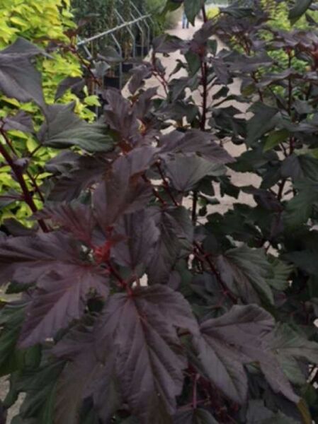 Physocarpus opulifolius 'Diable d'Or ®' / Fasanenspiere 'Diable d`Or'