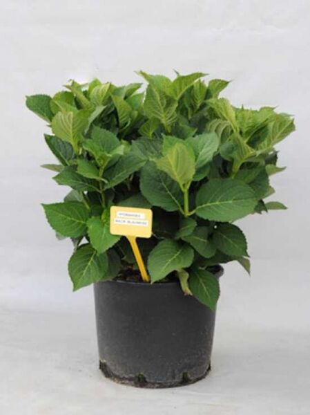 Teller-Hortensie 'Blaumeise' (Hydrangea macrophylla 'Blaumeise') 40–60 cm, C10, grüne Pflanze im Topf mit Etikett.