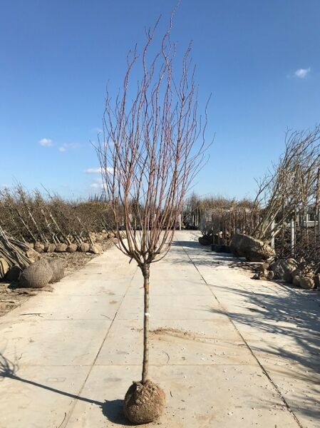 Prunus domestica 'Reine Claude d'Oullins' / Pflaume 'Reine Claude d'Oullins' Halbstamm 12-14 StU mit Drahtballen, unbelaubt