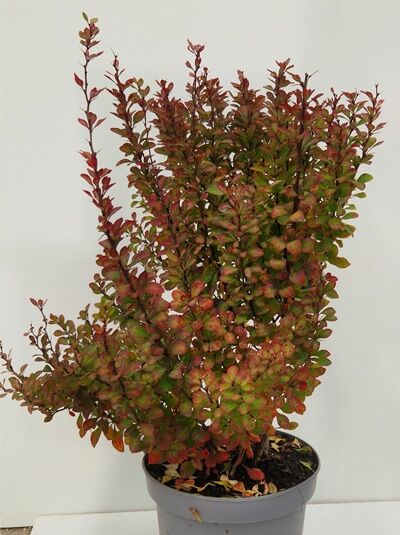 Säulen-Berberitze / Berberis thunbergii 'Erecta'