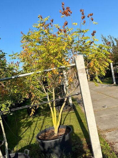 Koelreuteria paniculata (Blasenesche) mehrstämmig 250-300 cm im Container, Baum mit gelbgrünem Laub und Stammtriebstruktur