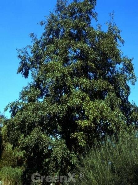 Alnus incana / Grau-Erle / Weiß-Erle