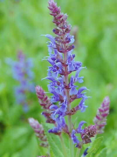 Steppen-Salbei &#039;Blauhügel&#039; / Salvia nemorosa &#039;Blauhügel&#039;