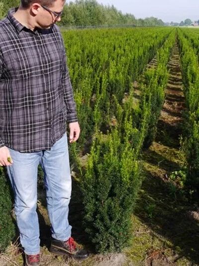 Taxus baccata 'Overeynderi' / Kegel-Eibe 60-80 cm m. B., aufrecht wachsender Nadelgehölz-Strauch im Feldbestand.