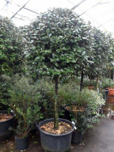 Wintergrüne Ölweide (Elaeagnus ebbingei) 'Kugel auf Stamm' als Hochstamm mit kugeliger Krone im Container.