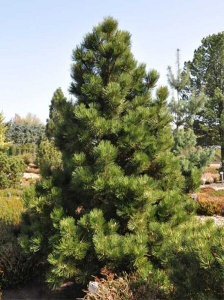 Zwerg-Schlangenhaut-Kiefer 'Malinki' / Pinus heldreichii 'Malinki'