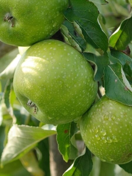 Winterapfel 'Granny Smith' / Malus domestica 'Granny Smith'