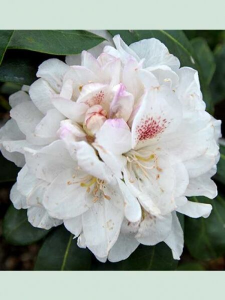 Rhododendron 'Schneebukett' / Rhododendron Hybride 'Schneebukett'