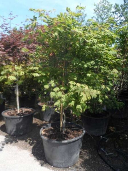 Eisenhutblättriger Ahorn (Acer japonicum 'Aconitifolium') im Topf, Solitär 200–250 cm, C160, mit grünem Laub.