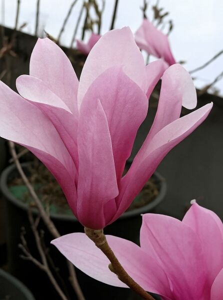 Purpur-Magnolie 'Betty' (Magnolia liliiflora 'Betty') mit rosafarbenen Blüten am Zweig, Nahaufnahme