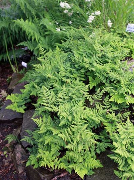 Eichenfarn 'Plumosum' / Gymnocarpium dryopteris 'Plumosum'