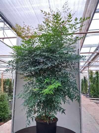 Heiliger Bambus / Himmelsbambus / Nandina domestica