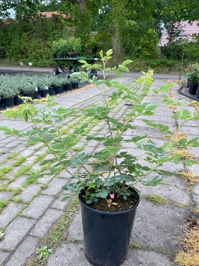 Rosa 'Königin von Dänemark' / Strauchrose 'Königin von Dänemark' C5 im Topf, aufrechter Strauch mit grünem Laub.