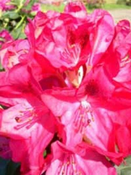 Rhododendron 'INKARHO The General' / Rhododendron Hybride 'INKARHO The General'