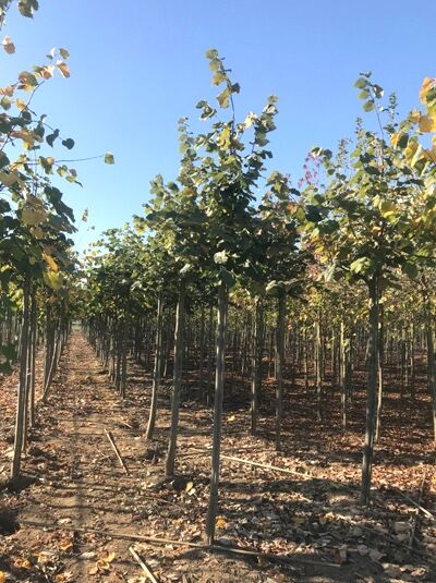 Tilia tomentosa 'Szeleste' / Ungarische Silber-Linde