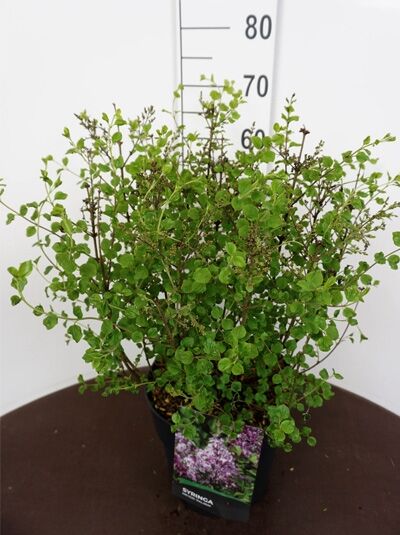 Syringa meyeri 'Palibin' / Zwerg-Duftflieder 'Palibin' 50-60 cm C12, buschiger Strauch im Topf mit grünem Laub