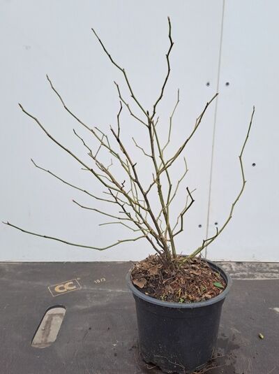 Rosa canina (Hunds-Rose/Heckenrose/Hagebutte) 60-100 cm C3, mehrtriebiger Strauch im Container mit kahlen Zweigen