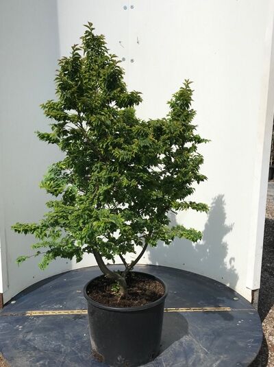 Ulmus minor 'Jacqueline Hillier' / Kleinkronige Ulme 'Jacqueline Hillier' 80-100 cm C20, mehrstämmiger Baum im Topf mit Laub