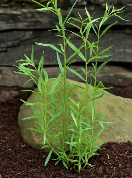 Französischer Estragon (Artemisia dracunculus var. sativa), junge Pflanze mit schmalen grünen Blättern und aufrechten Trieben.