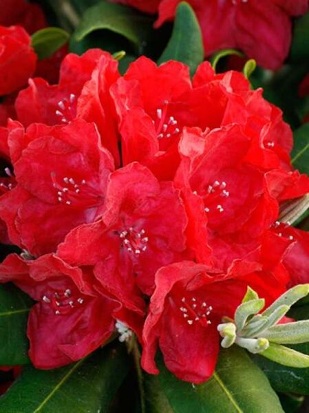 Rhododendron 'Busuki' / Rhododendron Hybride 'Busuki ®'