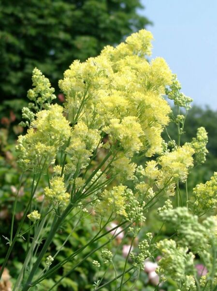 Thalictrum flavum ssp.glaucum / Graublättrige Wiesenraute