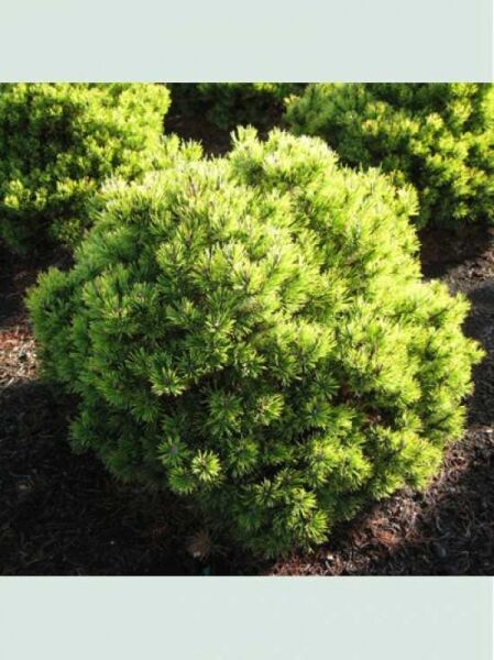 Pinus mugo 'Ophir' / gelbe Zwergkiefer / Bergkiefer 'Ophir'