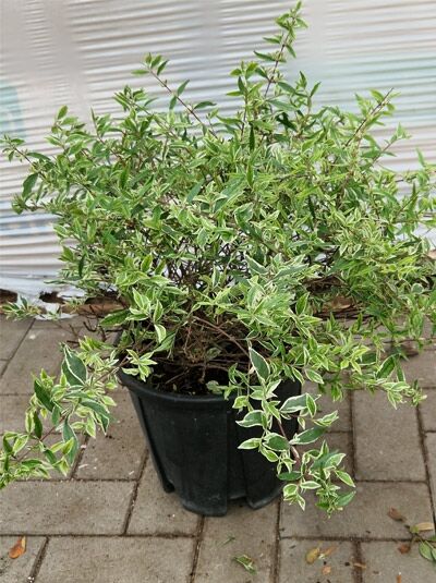 Großblumige Abelie 'Conti' (Abelia grandiflora 'Conti') im 30-40 cm hohen Topf mit grün-weißem Laub.