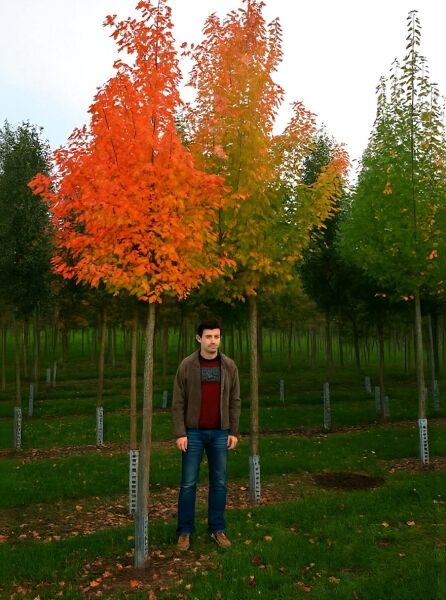 Rot-Ahorn (Acer rubrum) 'Autumn Flame' Hochstamm 20-25 StU mit Drahtballen, Baum mit rot-orange Herbstlaub