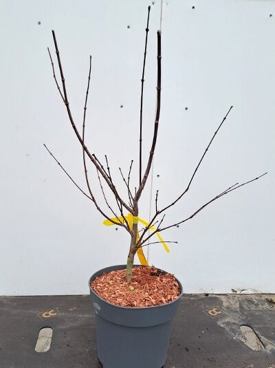 Fächer-Ahorn Acer palmatum 'Shirazz'®, 50-60 cm C5, laubloser junger Strauch im Topf mit mehreren aufrechten Trieben.