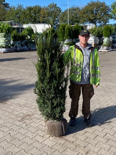 Taxus media 'Hillii' / männliche Becher-Eibe 'Hillii', 140-160 cm, mit Ballen, schmal aufrecht wachsendes Nadelgehölz.