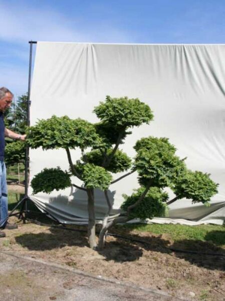 Ulmus minor 'Jacqueline Hillier' H: 160 cm B: 200 cm / Garten-Bonsai (101185)
