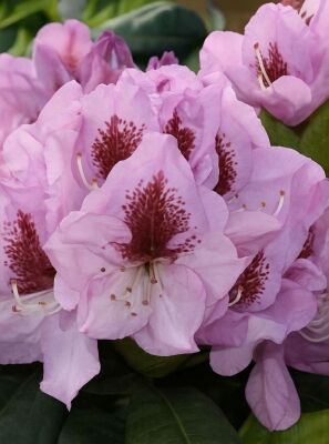 Herbstblhende Rhododendron gnstig in Top-Baumschulqualitt kaufen