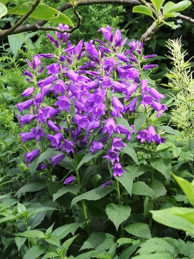 Campanula latifolia var. macrantha / Wald-Glockenblume