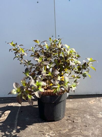 Dunkelrotblättrige Weigelie 'Minor Black ®' - Weigela florida 'Minor Black ®'