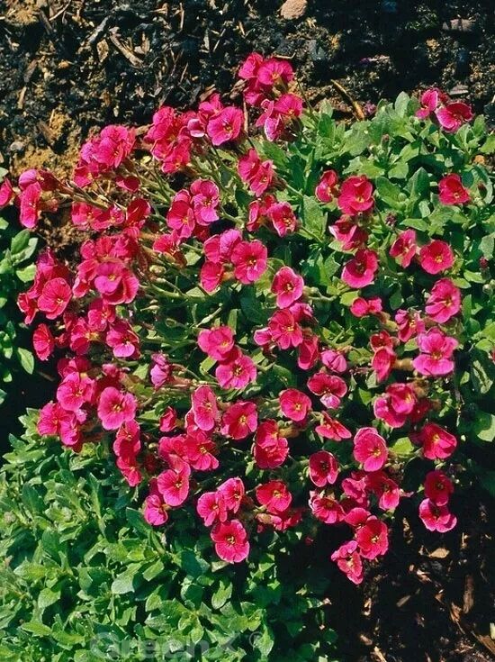 Blaukissen / Aubrieta Cascade Red