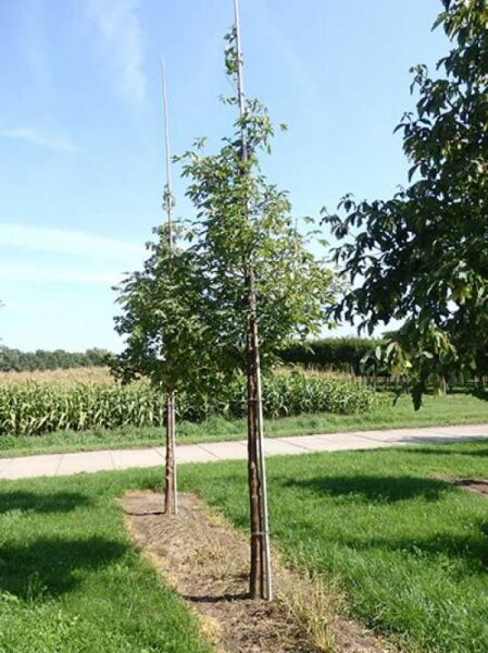 Zimt-Ahorn / Acer griseum