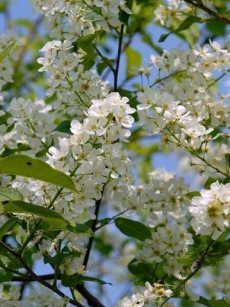 Prunus padus 'Tiefurt' / Trauben-Kirsche 'Tiefurt' mit weißen Blüten in Trauben und grünen Blättern am Zweig