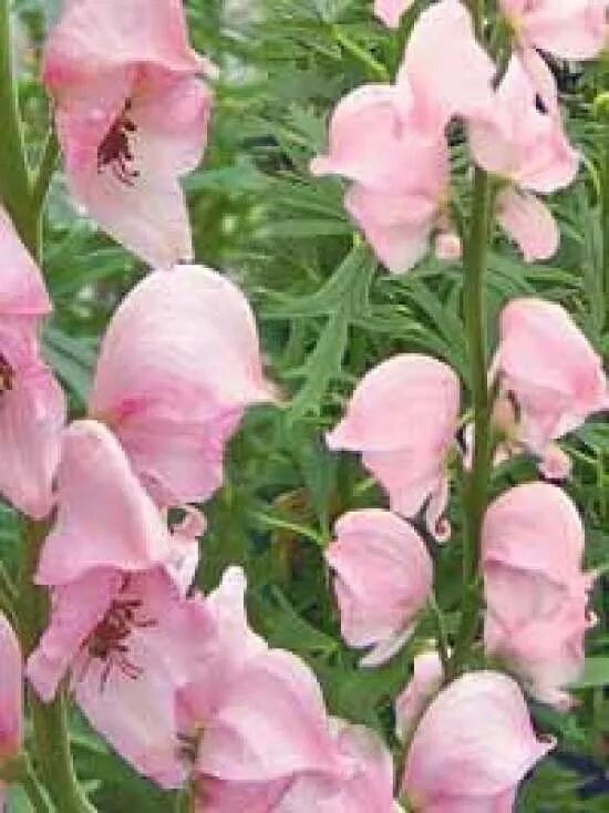 Rosablühender Garten-Eisenhut / Aconitum napellus Rubellum