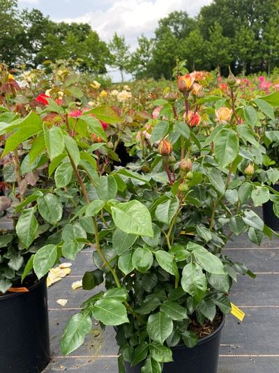 Edelrose 'Concorde' ® / Edelrose 'Concorde' ®