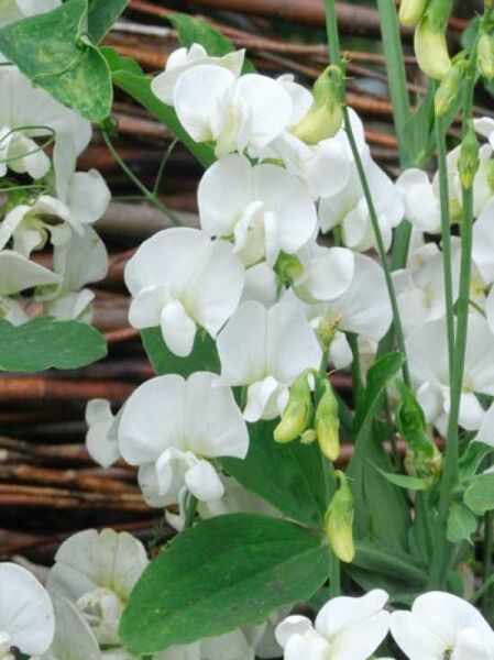 Stauden-Wicke 'Weiße Perle' / Lathyrus latifolius 'Weiße Perle'