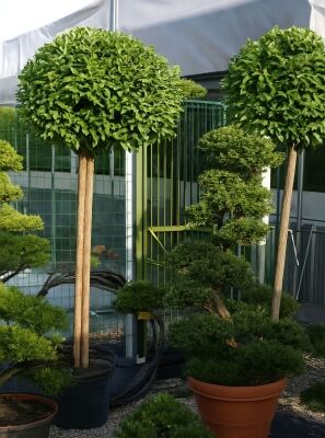 Immergrne Hochstmme gnstig in Top-Baumschulqualitt kaufen