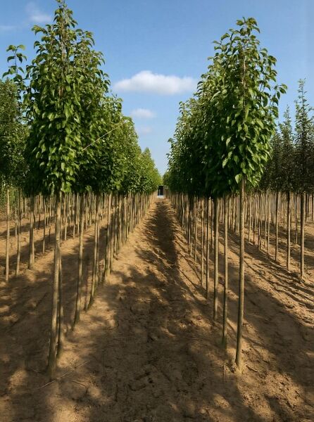 Pyrus communis 'Gieser Wildeman' / Birne 'Gieser Wildeman' Hochstamm 10-12 StU, Reihe junger Bäume im Feld