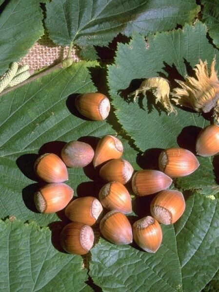 Haselnuss 'Cosford' / Großfruchtige Haselnuss 'Cosford' / Corylus avellana 'Cosford'