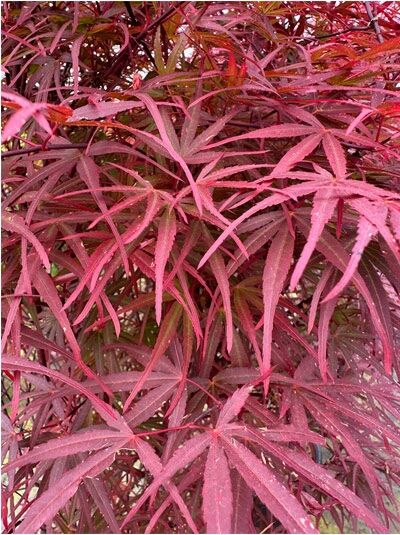 Fächer-Ahorn 'Atrolineare' / Japanischer Ahorn / Acer palmatum 'Atrolineare'