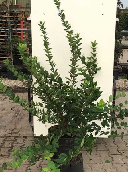 Lonicera purpusii 'Winter Beauty', Winter-Heckenkirsche 'Winter Beauty', 125-150 cm, C20, Strauch im Container mit grünem Laub