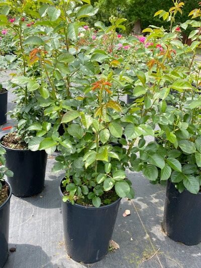 Rosa „Soul“ / Strauchrose „Soul“ C5 im Topf, buschiger Wuchs mit grünem Laub und rötlichen Austrieben