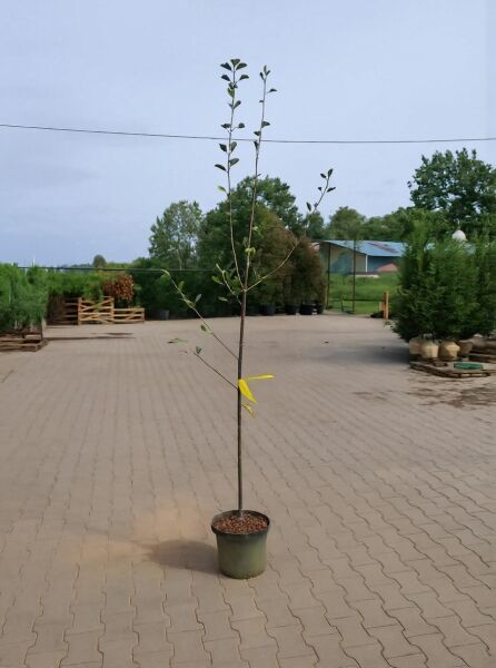 Malus domestica 'Ingrid Marie' / Apfel 'Ingrid Marie' 150-175 cm C7, junger Hochstamm im Container mit aufrechtem Leittrieb und Seitentrieben