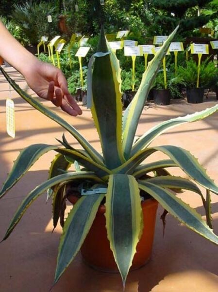 Amerikanische Agave 'Variegata' / Amerikanische Agave 'Variegata'