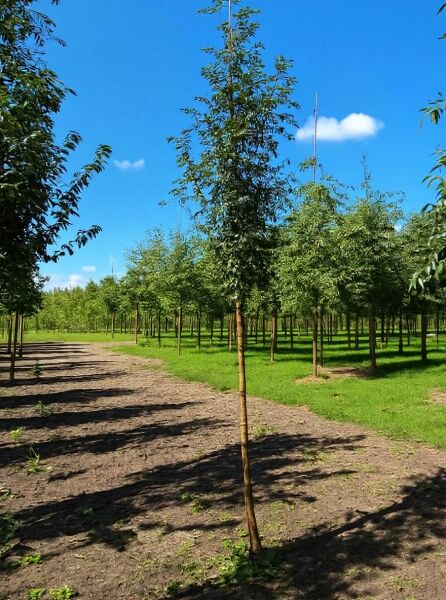 Sorbus aucuparia (Gemeine Eberesche/Vogelbeere) Hochstamm 12-14 StU mit Drahtballierung, junger Baum im Feldbestand.