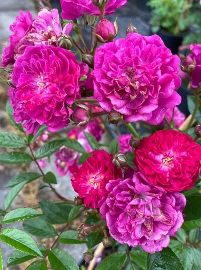 Rosa 'Manhattan Blue' / Beetrose 'Manhattan Blue' mit gefüllten, pinkvioletten Blüten und grünen Blättern am Strauch